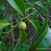 Olax scandens Roxb.